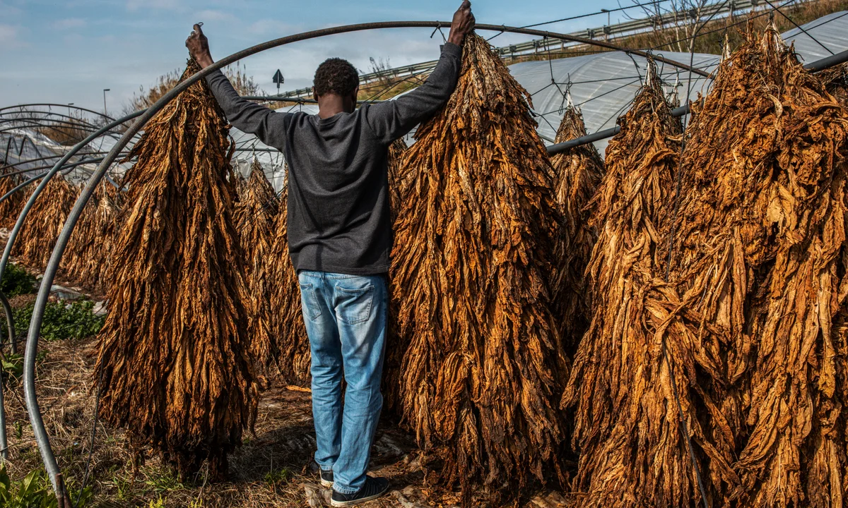 Cameroon binder and filler tobacco leaf for cigar blending