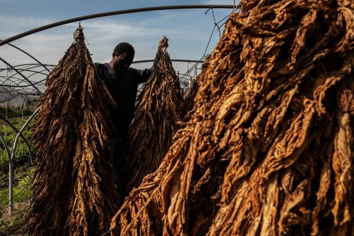 Cameroon wrapper leaf tobacco graded for cigar production