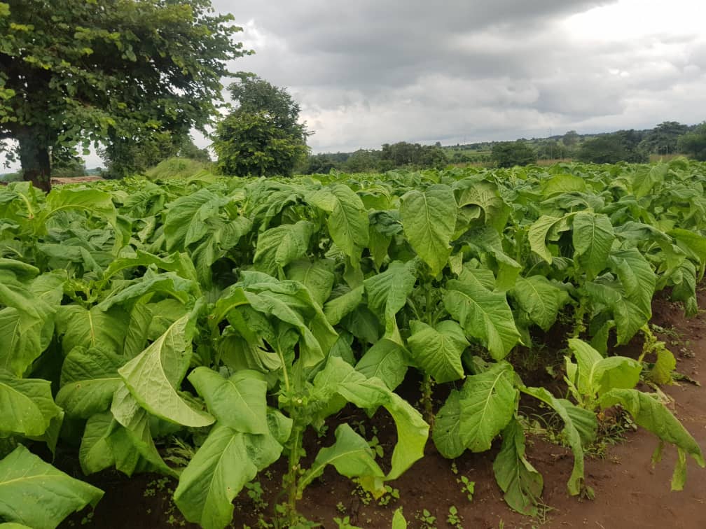 African tobacco crop growing in open field