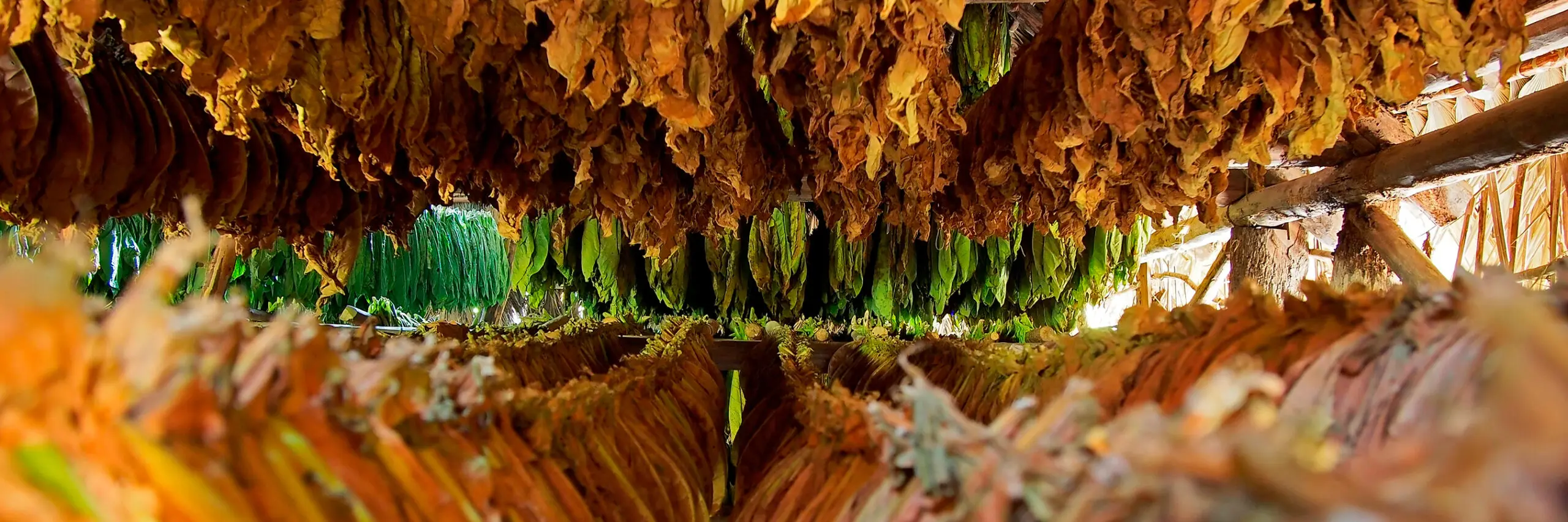 Pile fermentation of Cameroon cigar tobacco leaves in the curing barn