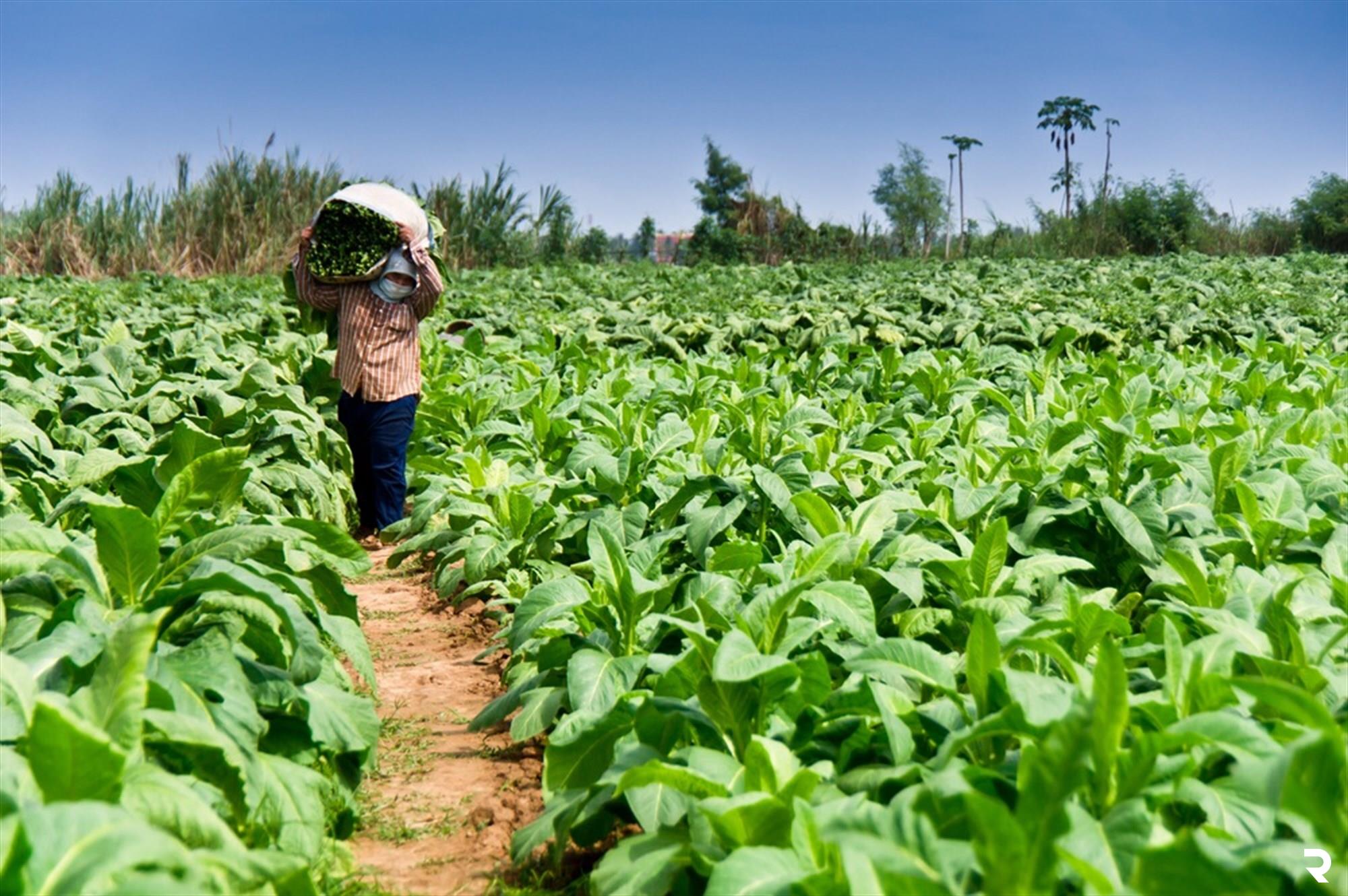 Custom tobacco crop sourcing and grading contracts in Cameroon