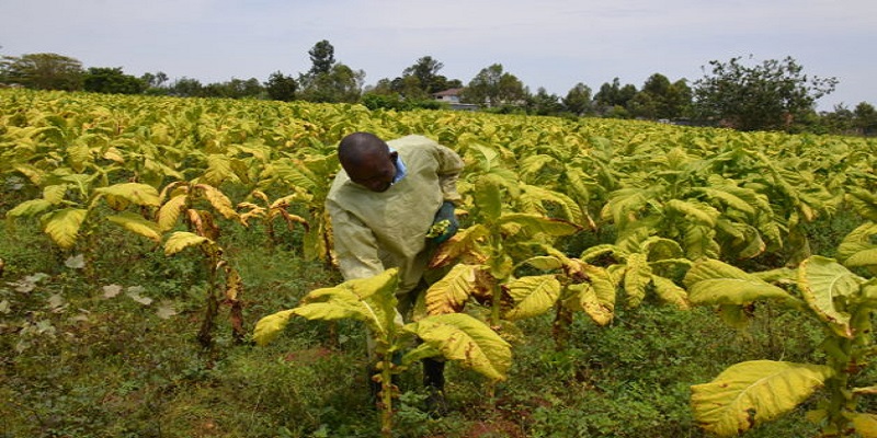 Cameroon tobacco leaf close-up showing the fine tooth texture of the wrapper