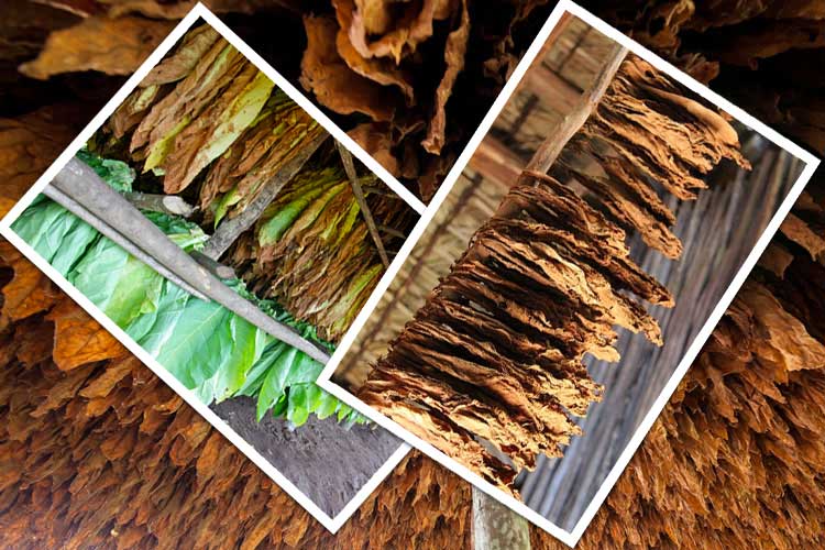 Fermented Cameroon cigar tobacco showing natural colorado and maduro colour grades