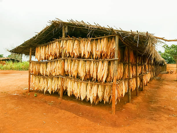 Green tobacco leaves maturing before harvest