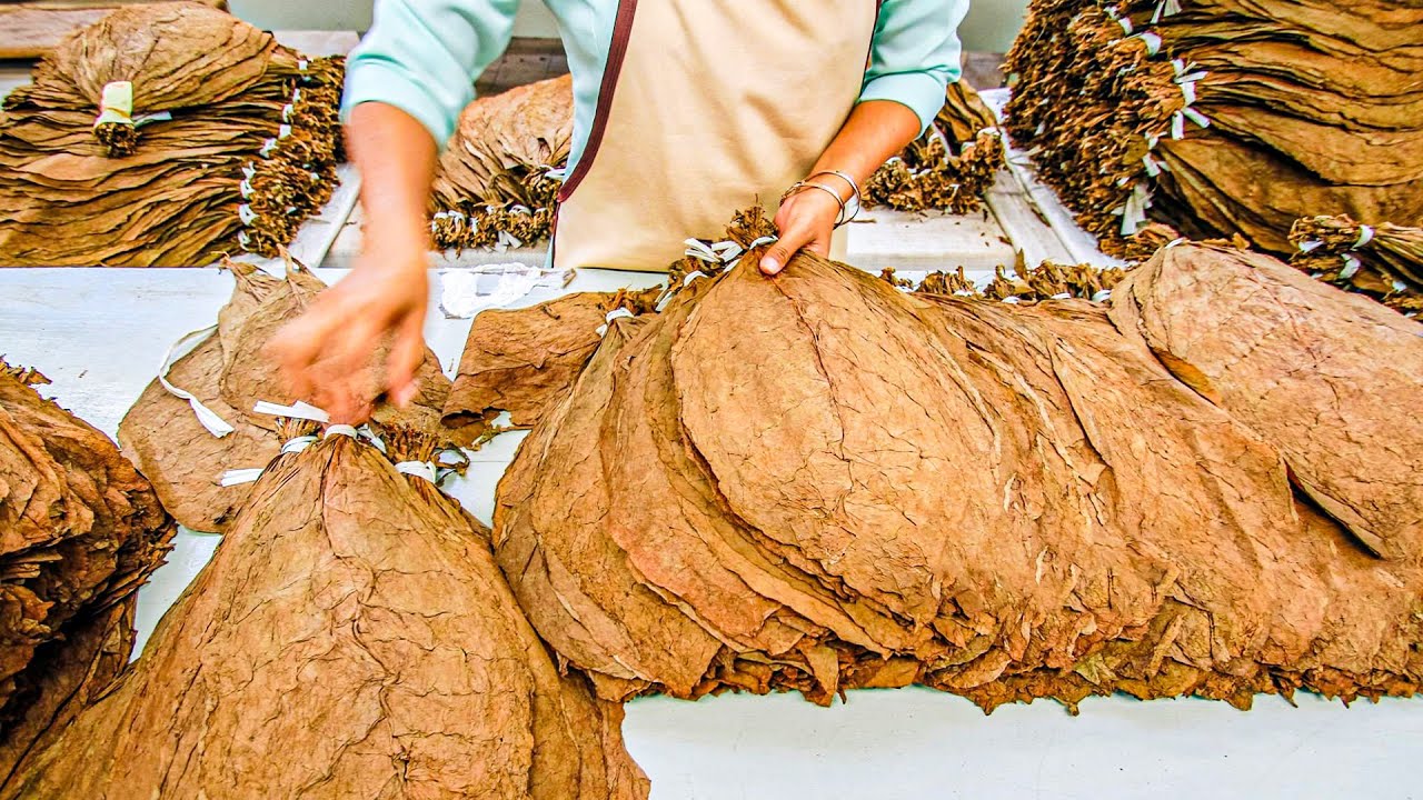 Sorting and grading cigar tobacco leaf by hand