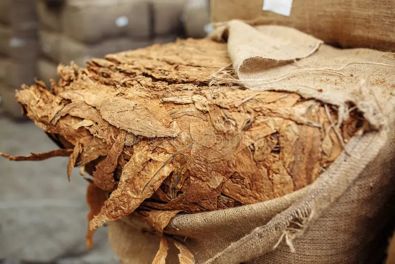 Dried Cameroon tobacco leaves packed in cloth sacks after grading