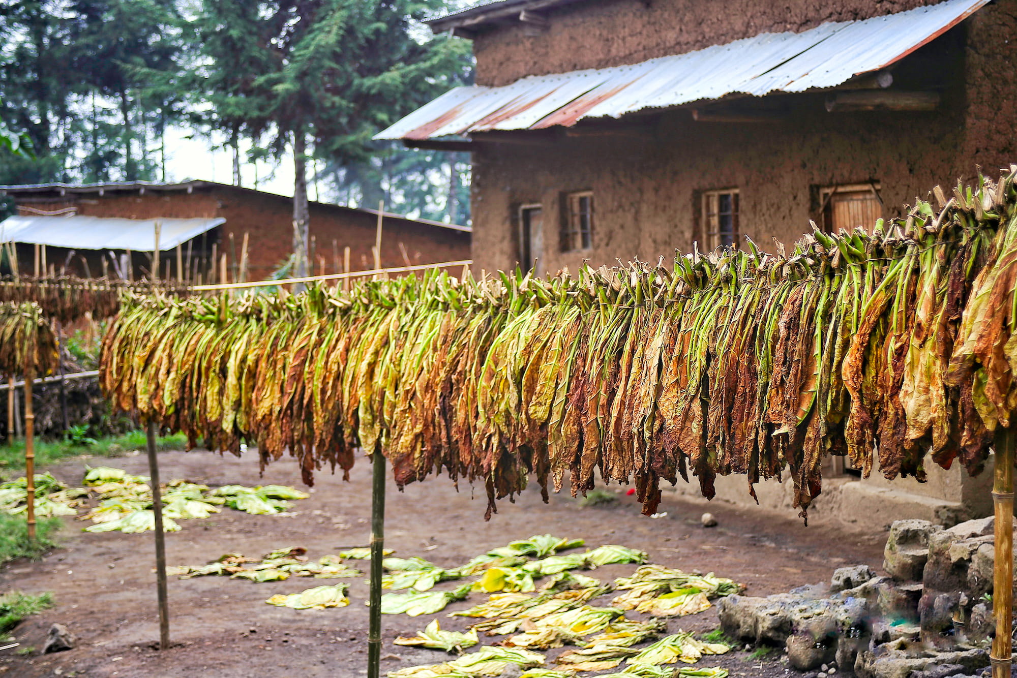 Tobacco farming rows in the field during the growing season